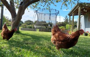 Talking Hens - Backyard Hens