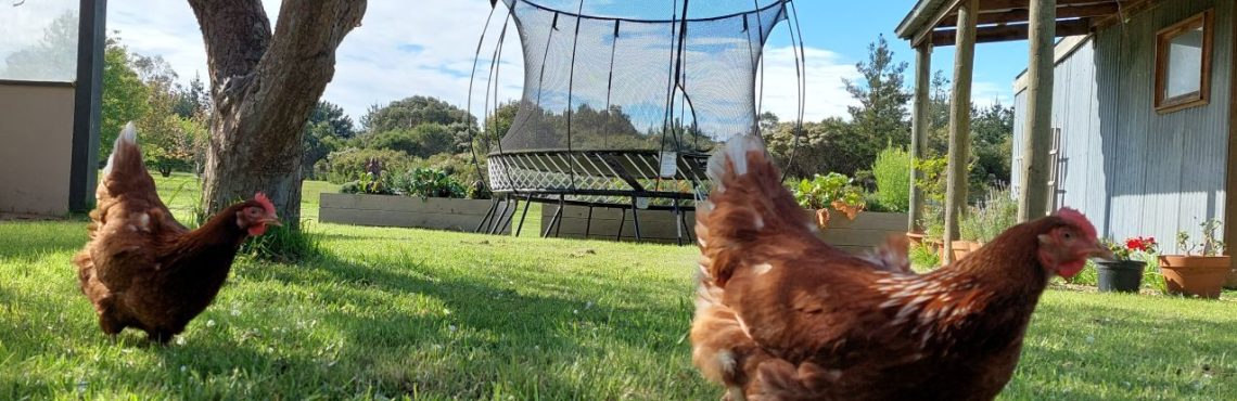 Talking Hens - Backyard Hens