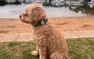 Petfindr - Oscar wearing his PetFindr Tag