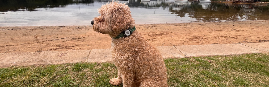 Petfindr - Oscar wearing his PetFindr Tag