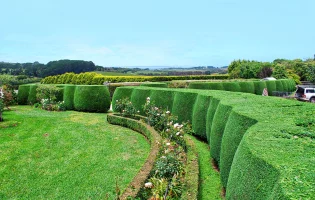Straight Edge Hedge Trimming