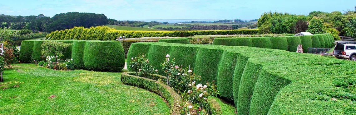 Straight Edge Hedge Trimming