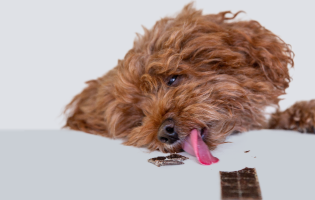 Truely Tasty Treats - Pet Treats