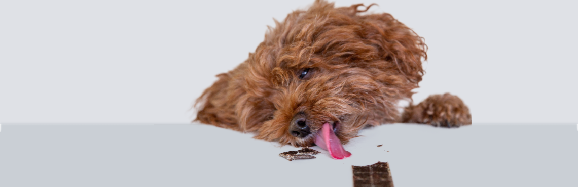 Truely Tasty Treats - Pet Treats